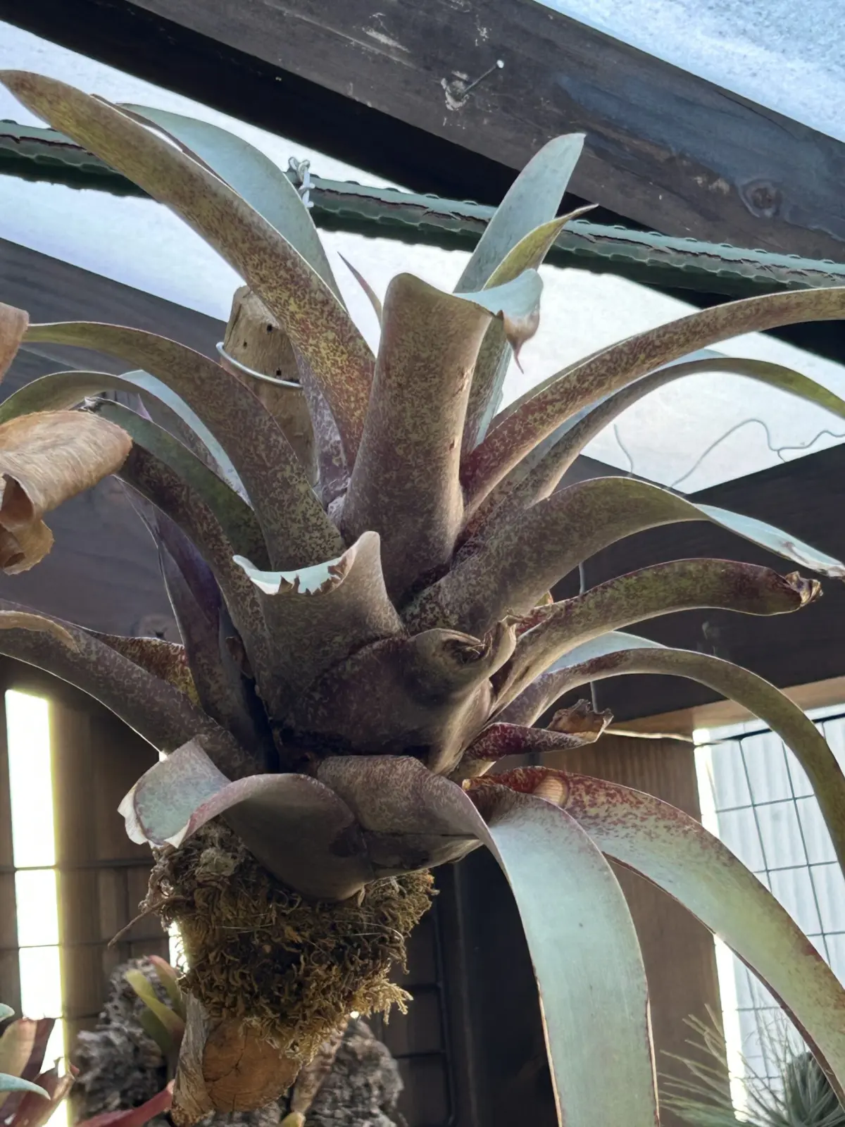 フリーセア　サンデルシー