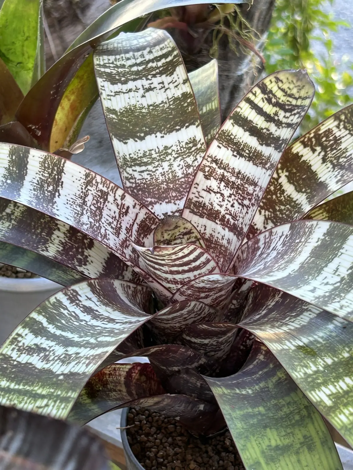 フリーセア　レッドチェスナット