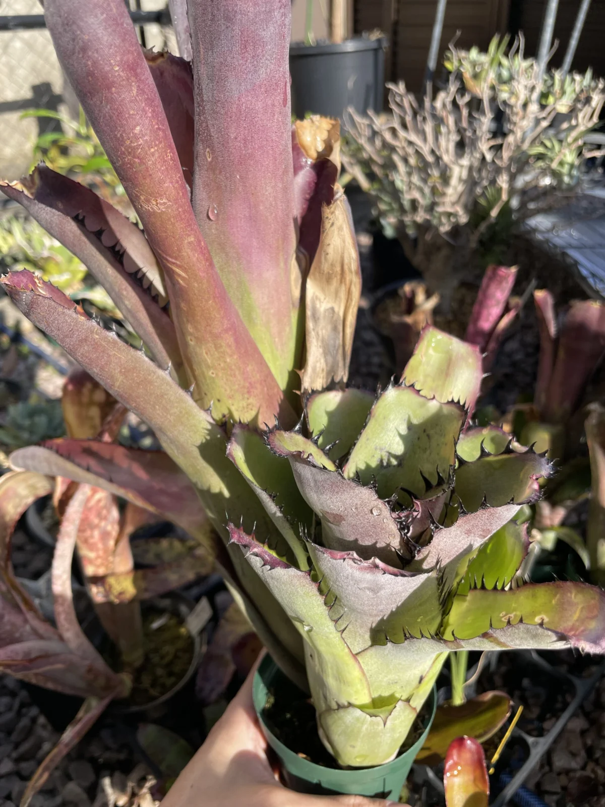 ビルベルギア サンデリアーナ