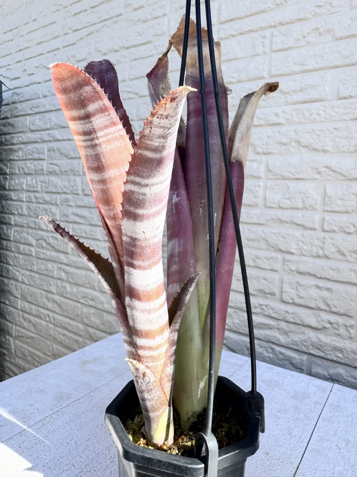 ビルベルギア　ビッタータ