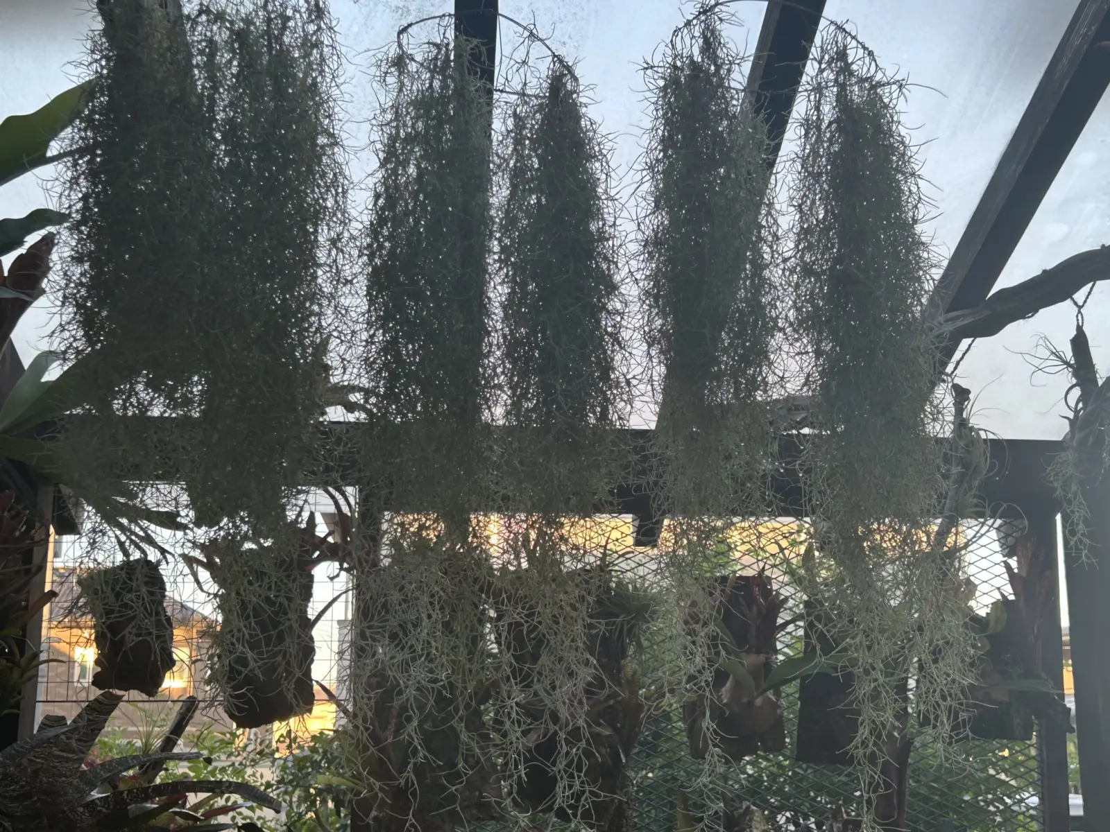 ティランジア　ウスネオイデス