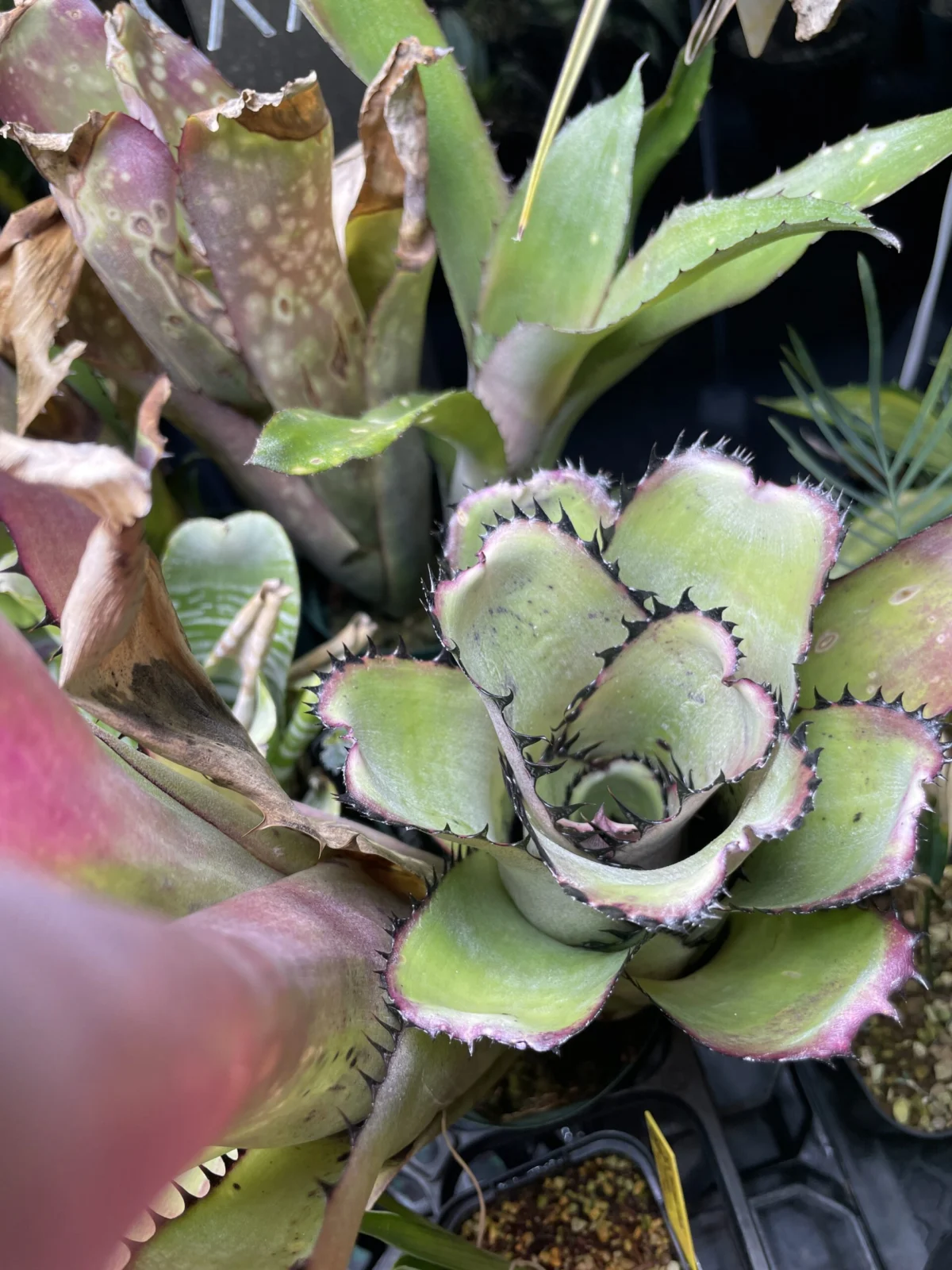 ビルベルギア サンデリアーナ