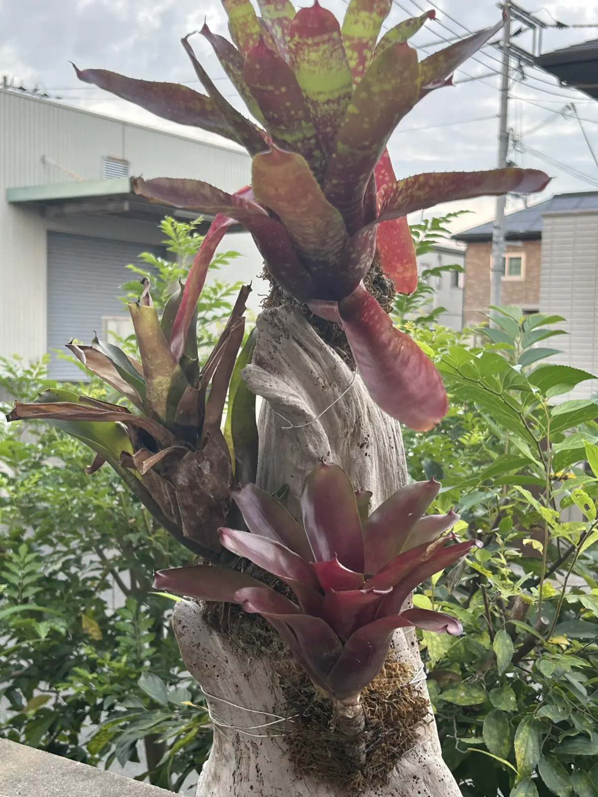 ネオレゲリア ブロメリアツリー