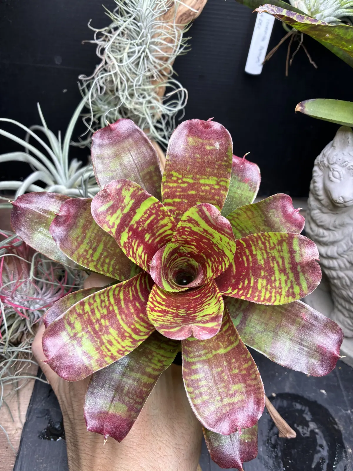 ネオレゲリア　マエストラヴィダ