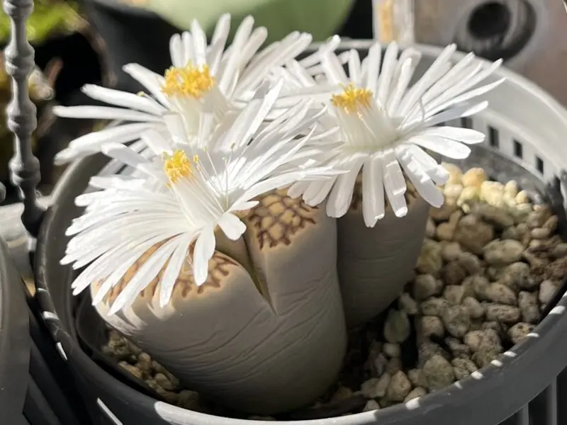 多肉植物　リトープス　福来玉　メセン