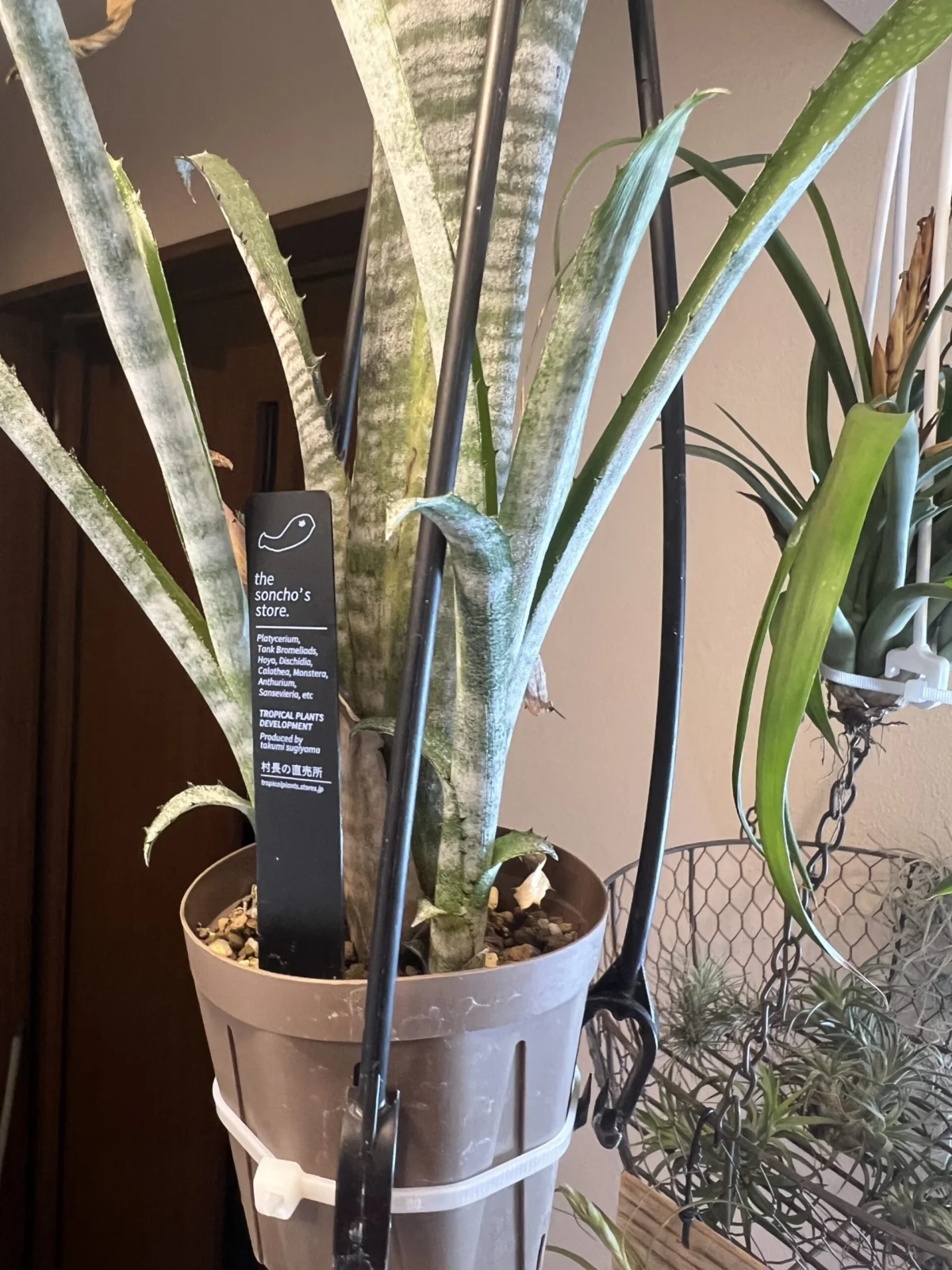 ビルベルギア　パイプライン