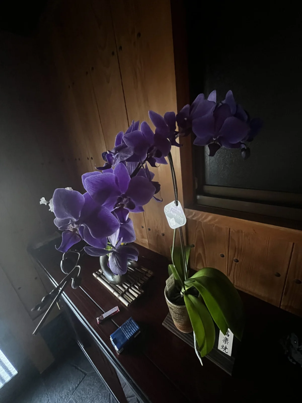 コチョウラン　ブルージーン