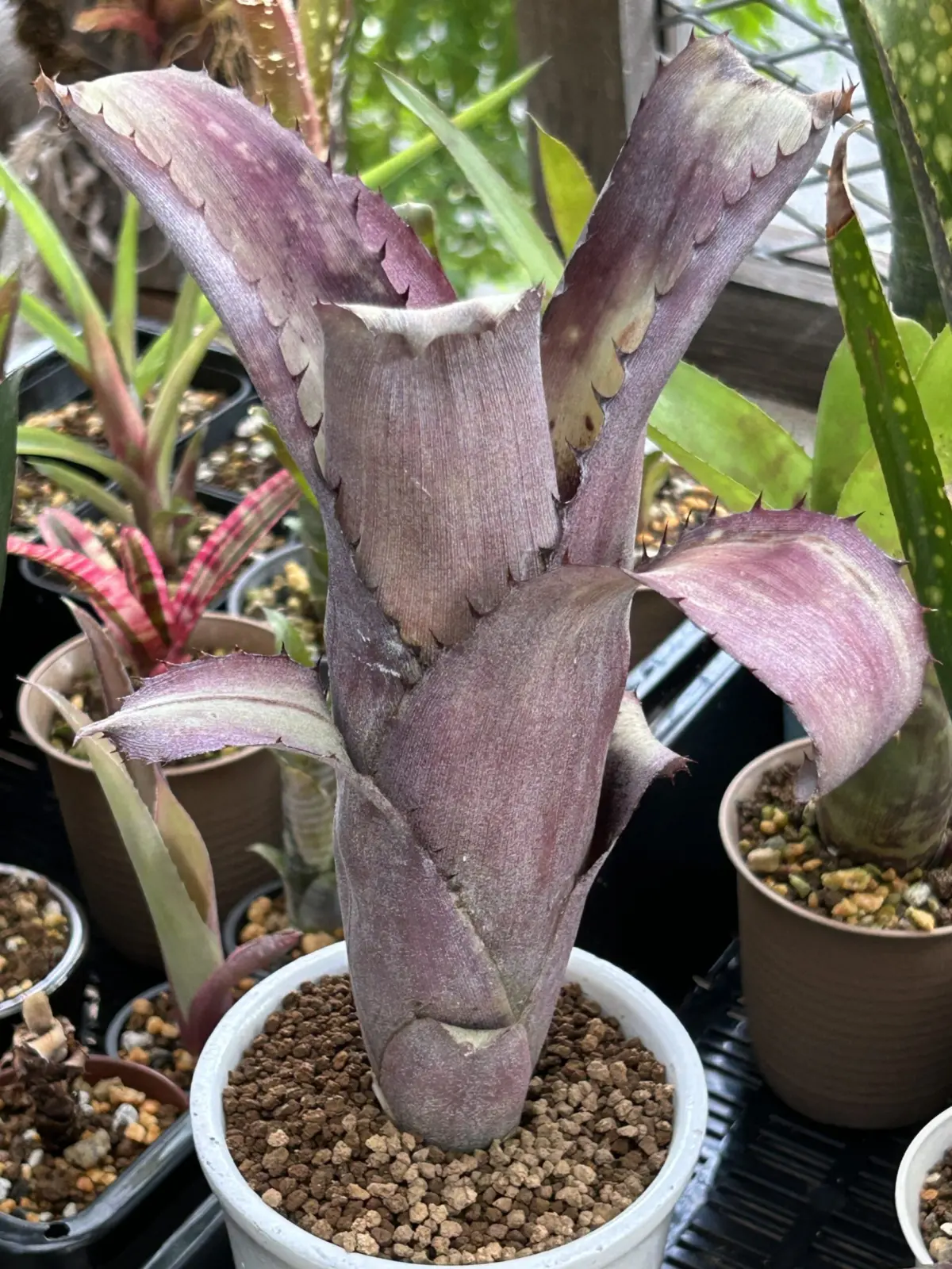 ビルベルギア　アラカイ