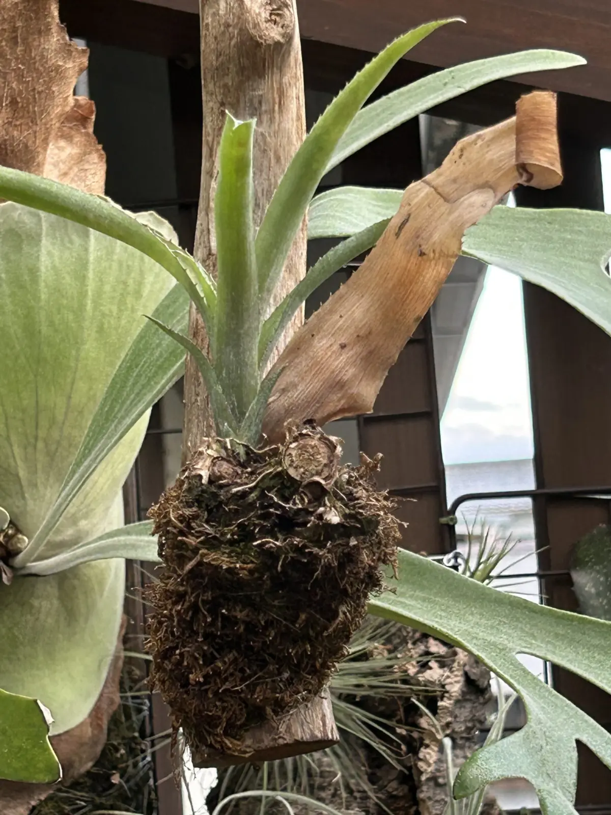 ビルベルギア　テキーラサンセット