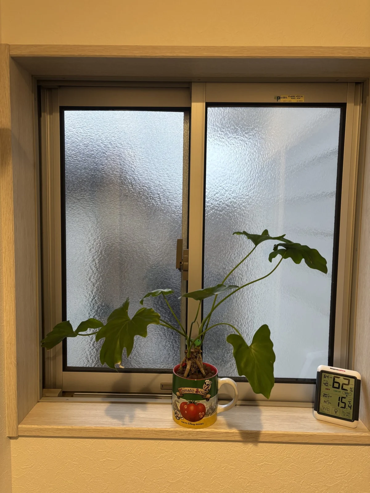 フィロデンドロン