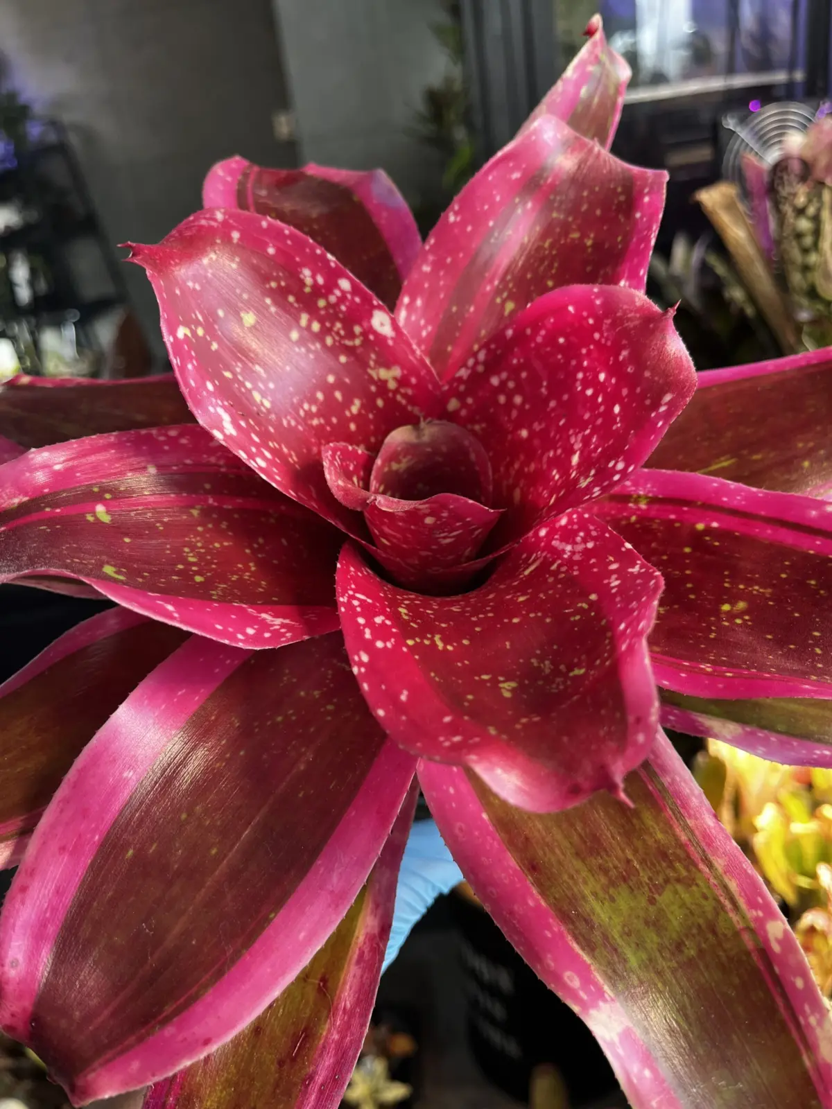 ネオレゲリア　ショッキングピンク