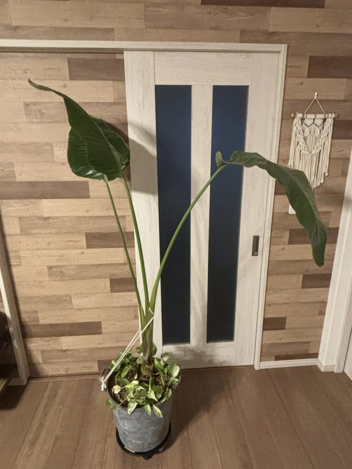 ストレリチア　ニコライ　