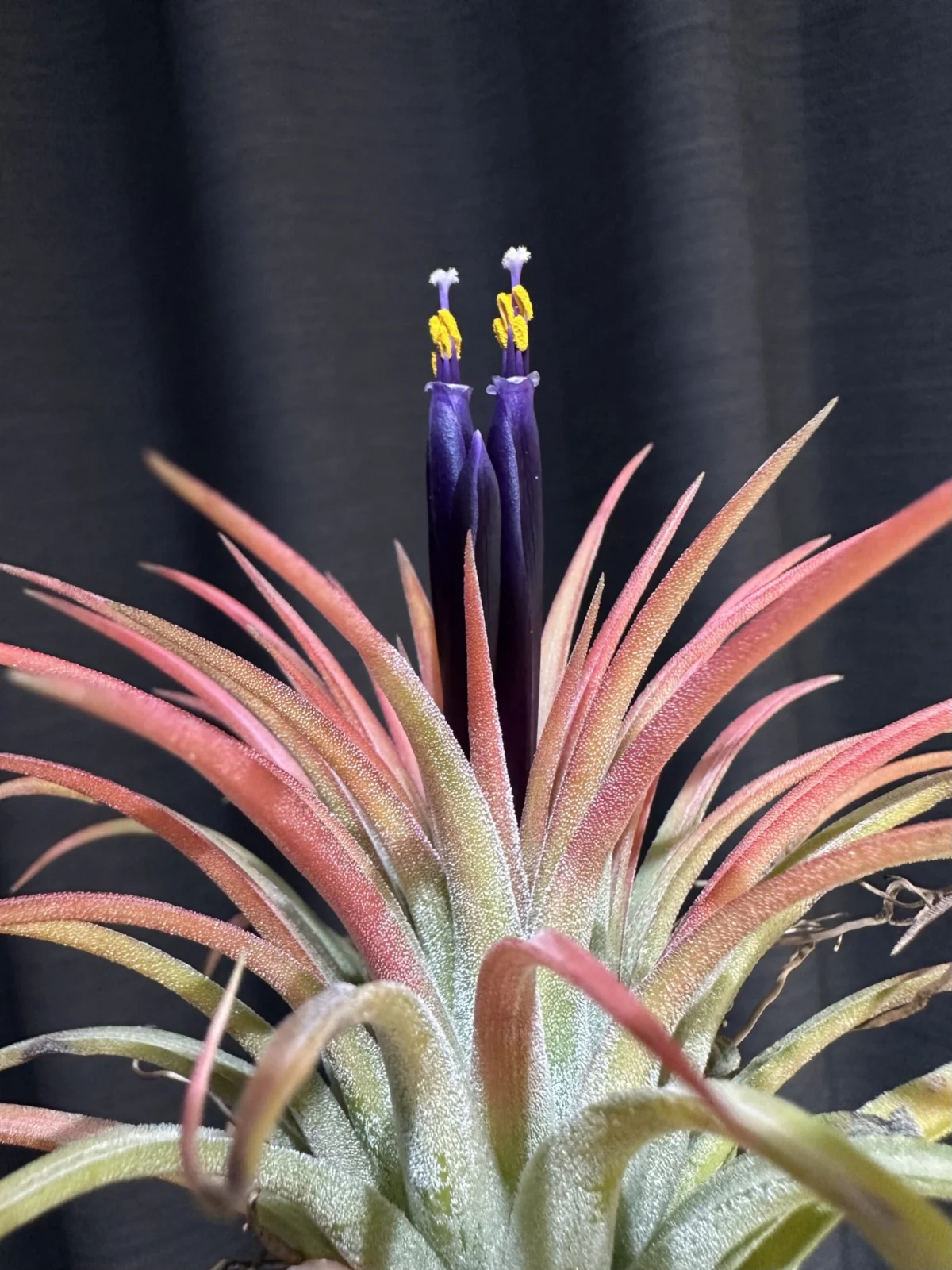 ティランジア　イオナンタ　ルブラ　黄斑