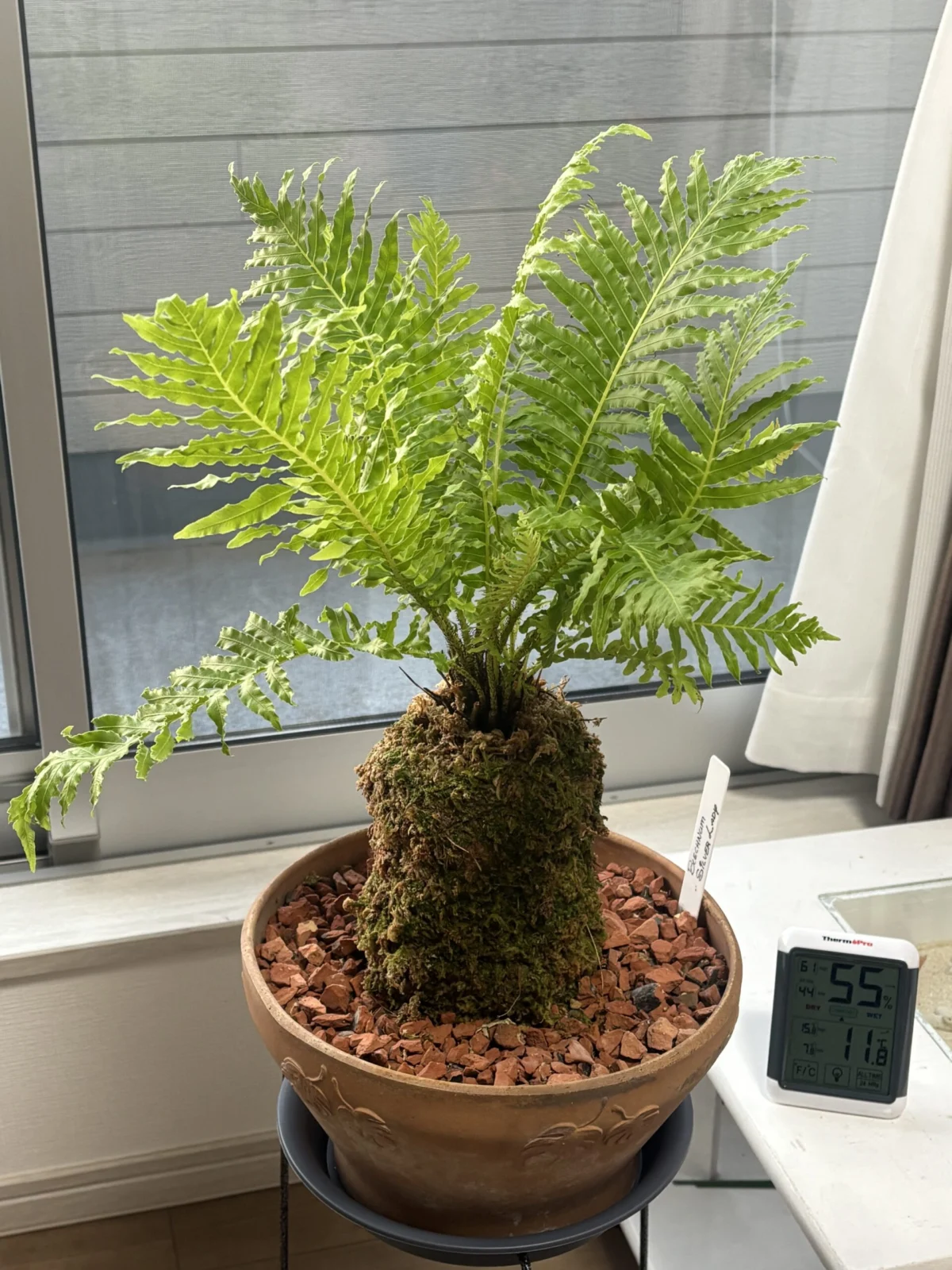 ブレクナム　シルバーレディ