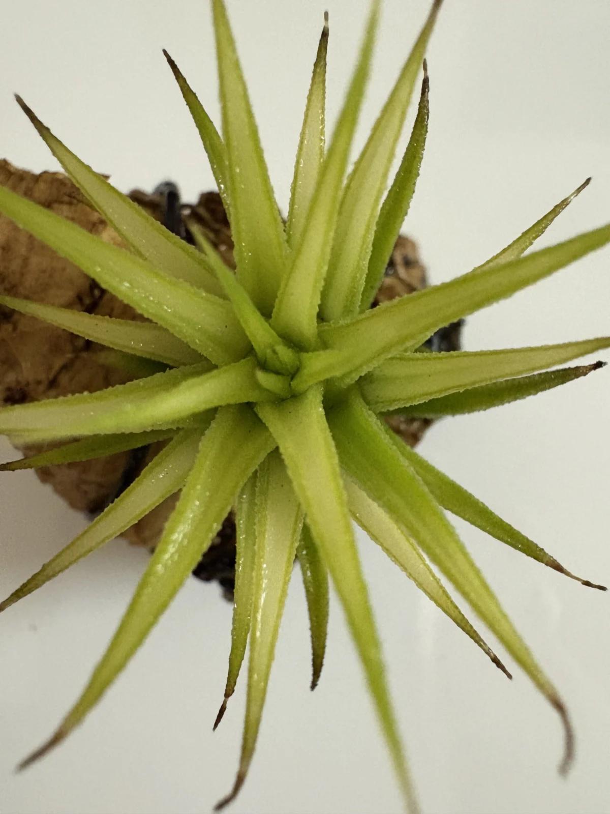 アルボマルギナータ 濡らしてみました