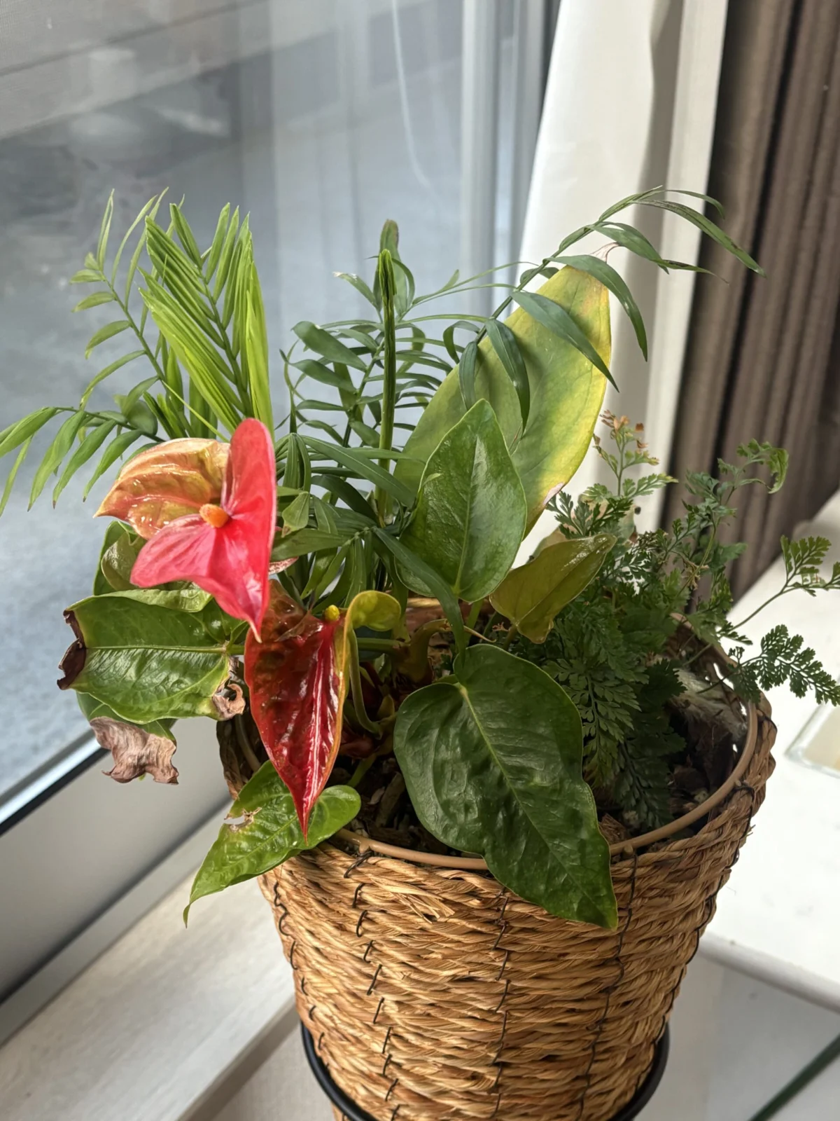 アンスリウム　テーブルヤシ　ダバリア