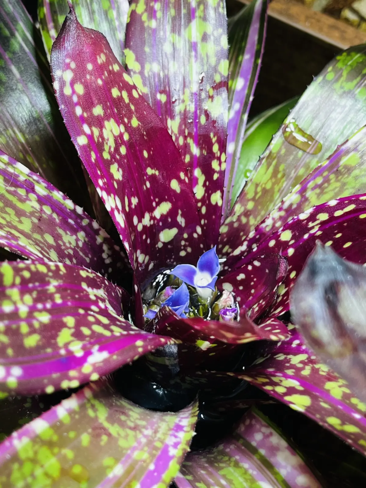 ネオレゲリア オルウェイズカレン 花