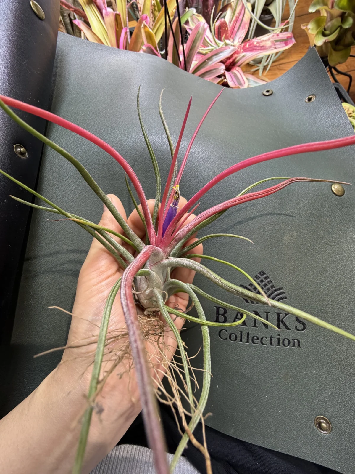 ティランジア　バンハイニンギー×ブルボーサ　花