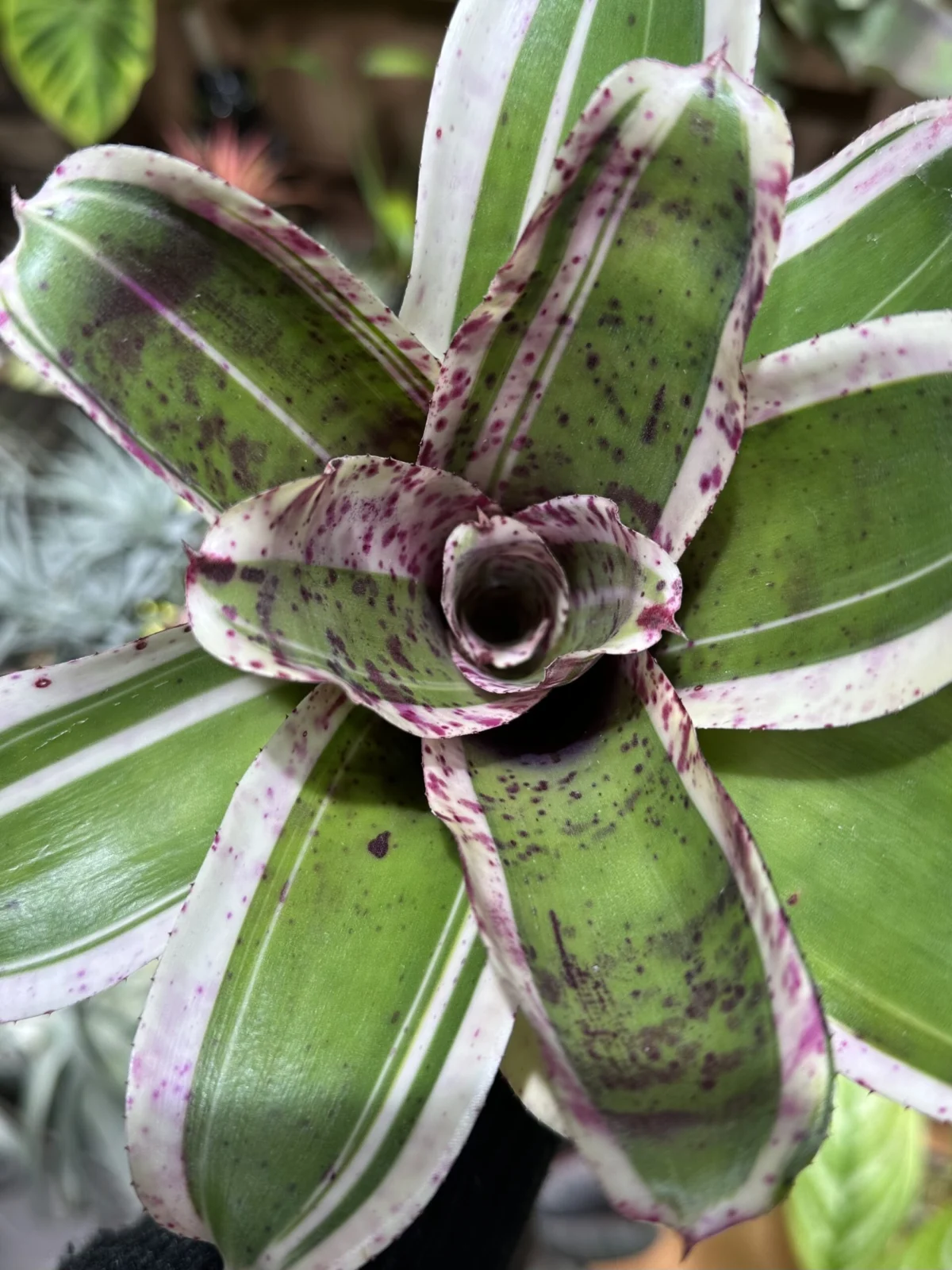 ネオレゲリア　ブルーベリーバックル