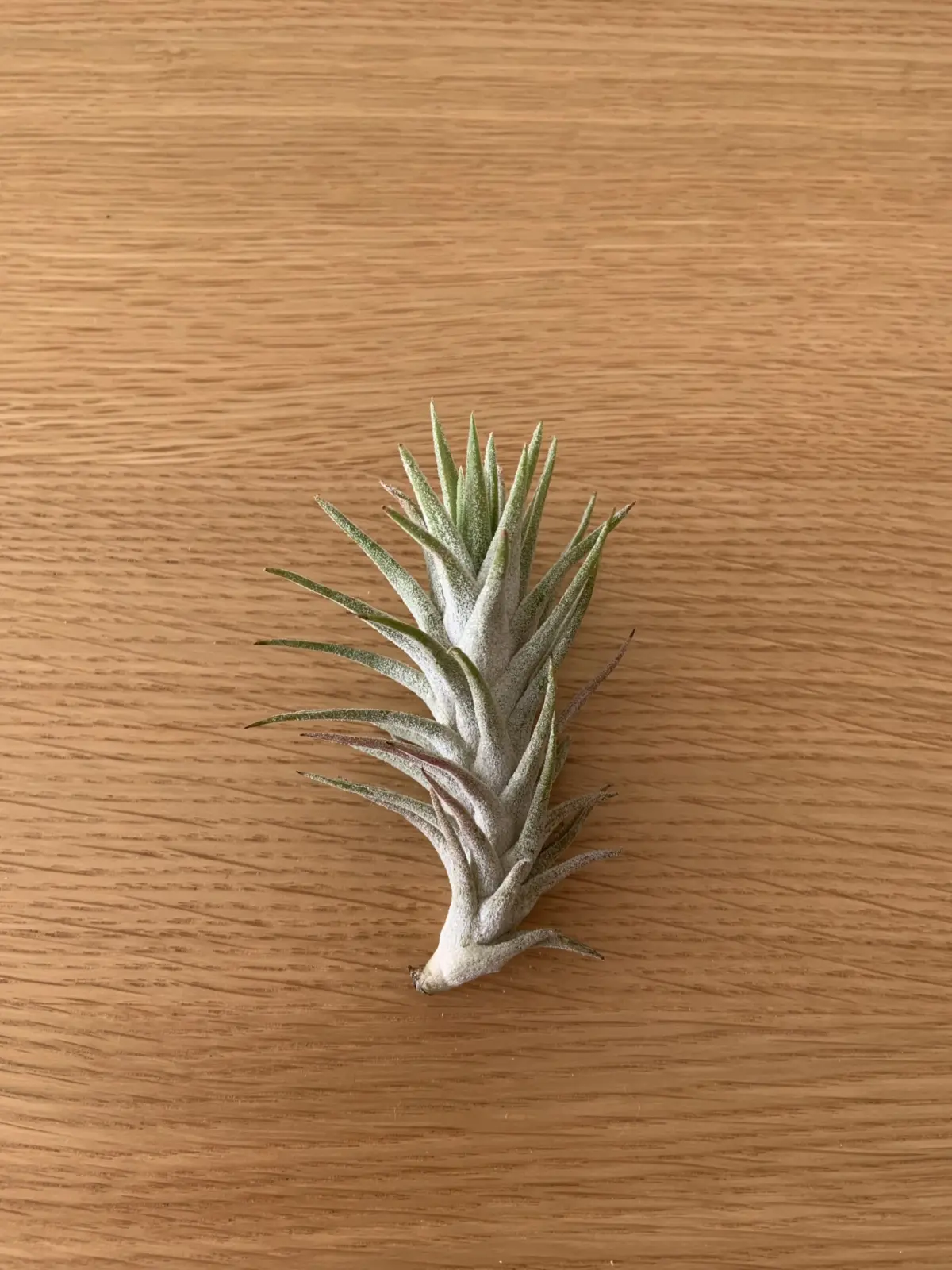 ティランジア　イオナンタ　バンハイニンギー