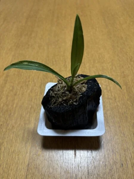 万年青　白牡丹　オモト　おもと