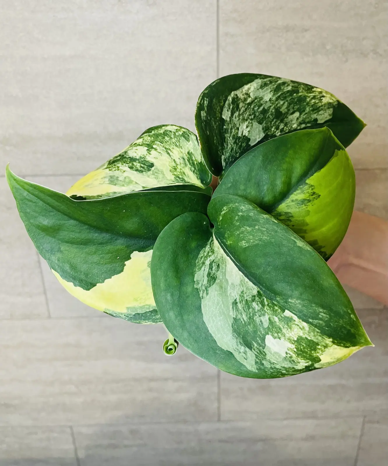 スキンダプサス　ジェードサテン