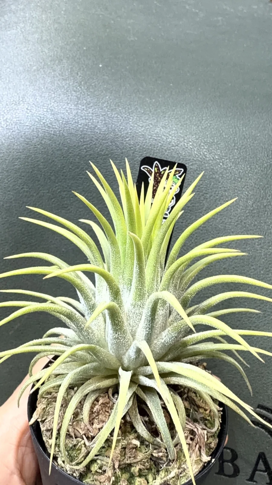 ティランジア　イオナンタ　イエローマジック