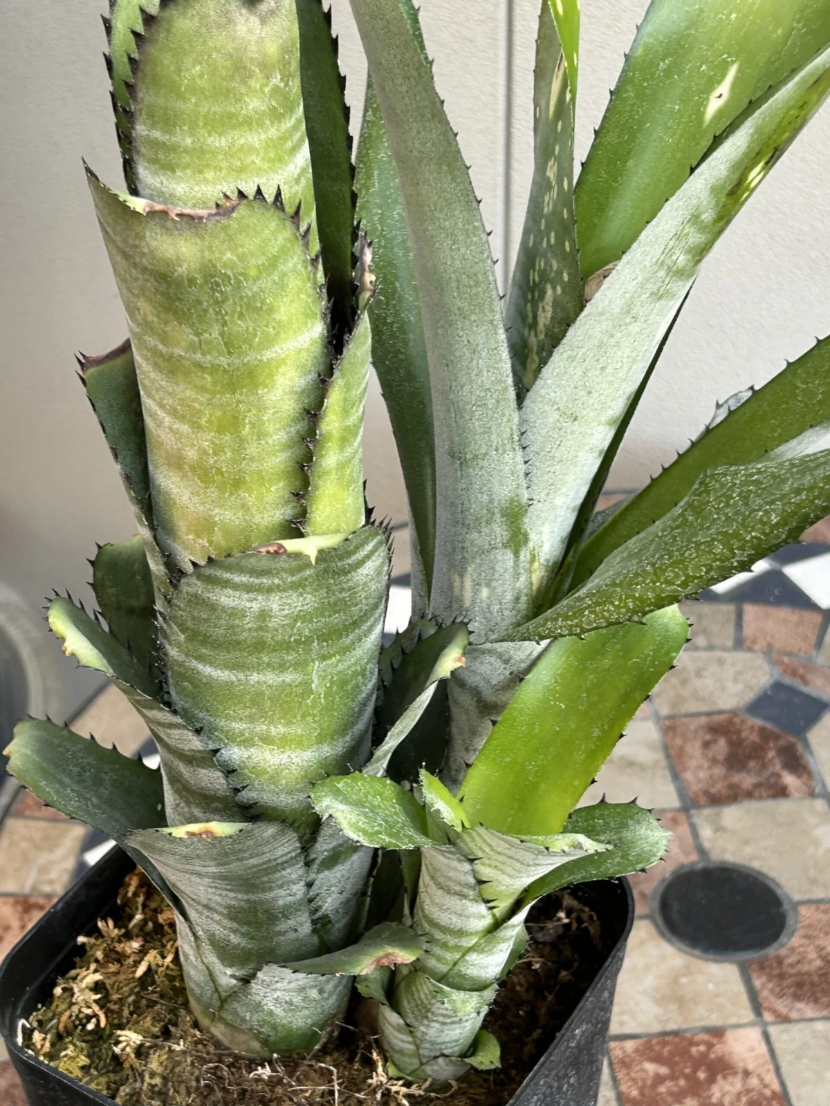 ビルベルギア　カハカイ