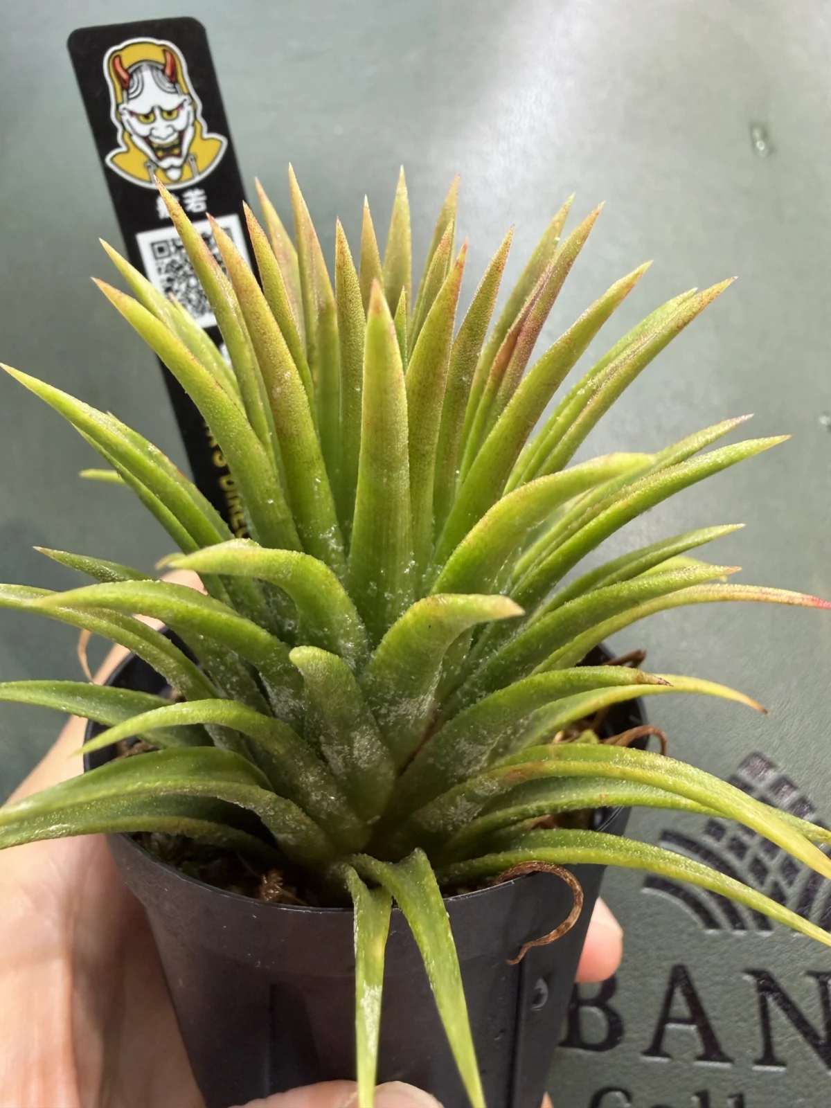 ティランジア　イオナンタ　ビーラー