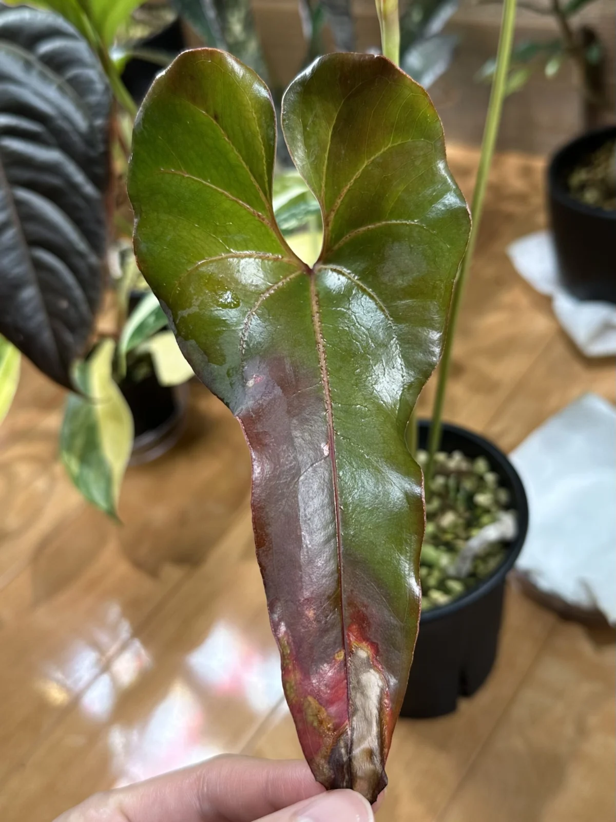 アンスリウム　ブローニー