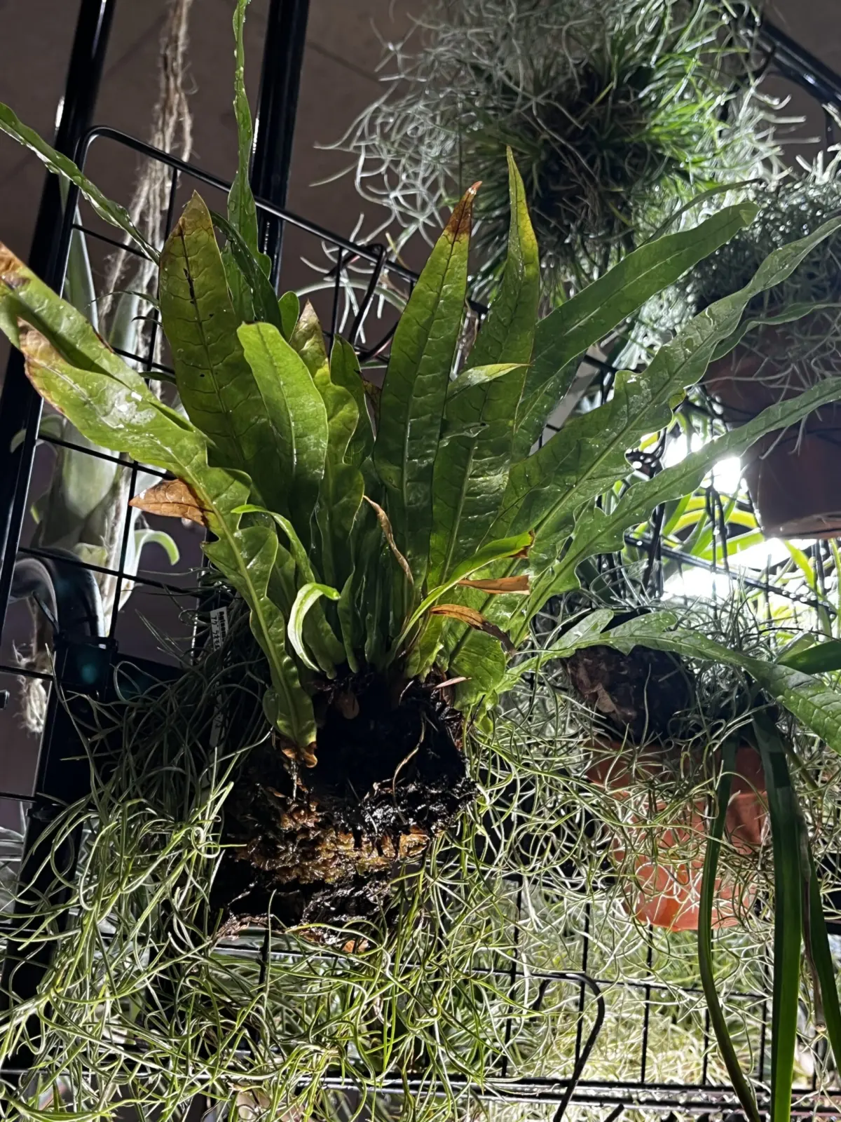 ドリナリア アグラオモルファ コロナンス ジム