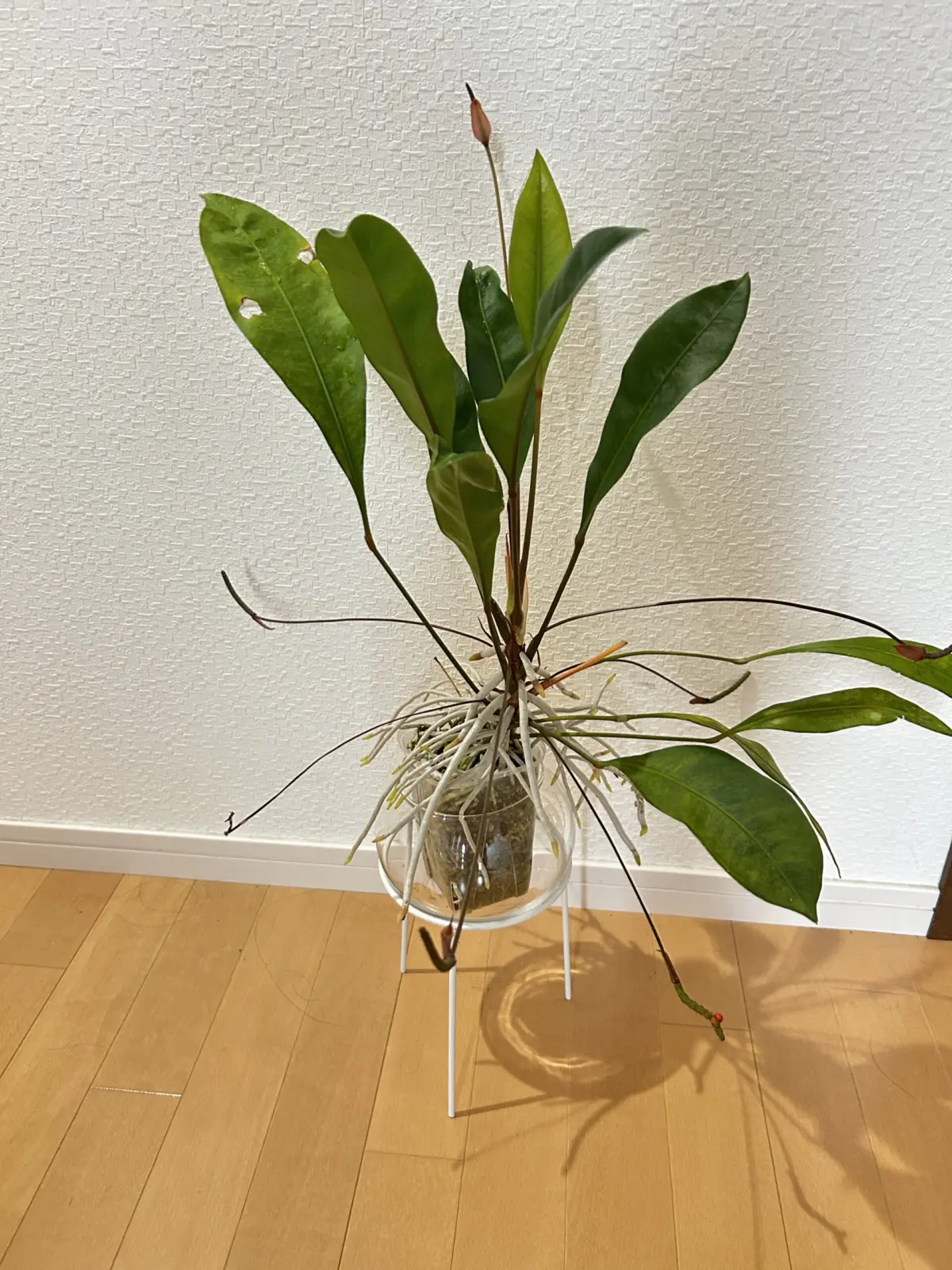 アンスリウム　グラシレ