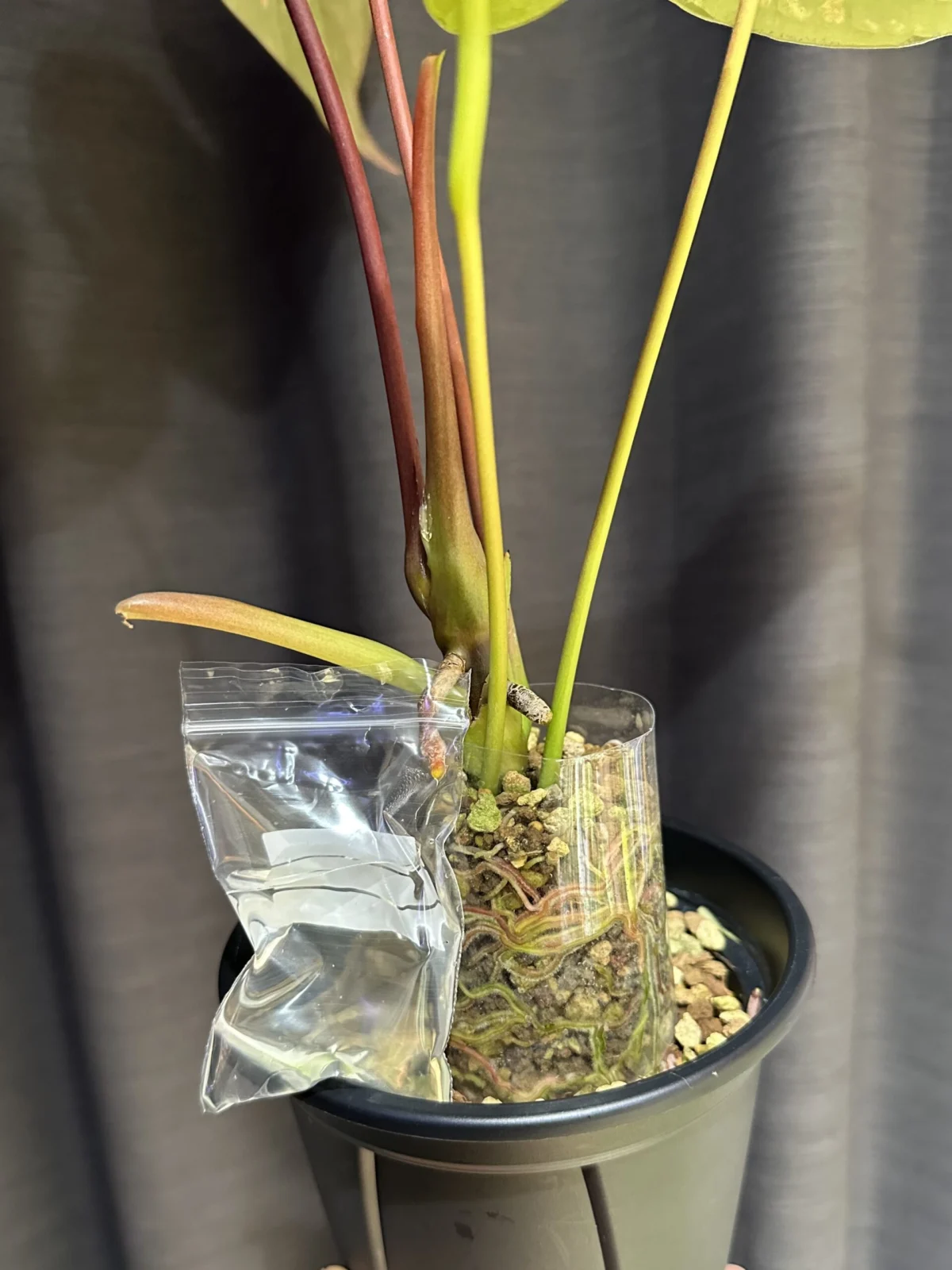 アンスリウム　ロムズレッド