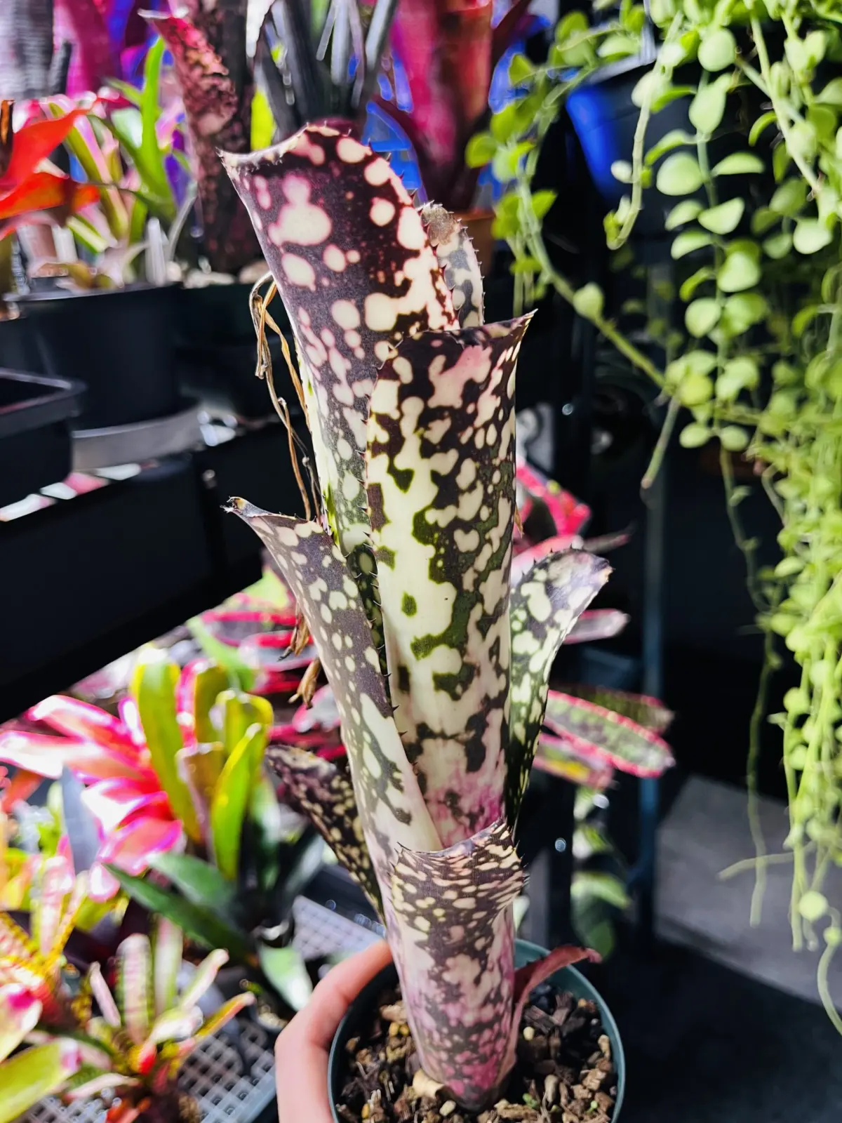 ビルベルギア　ハナホウ