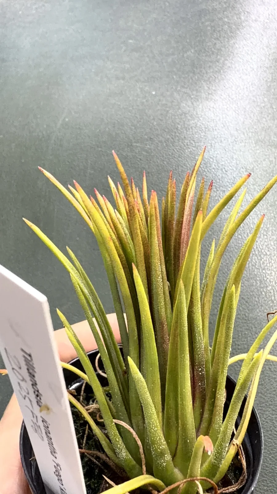 ティランジア　イオナンタ　フエゴ　キクエ