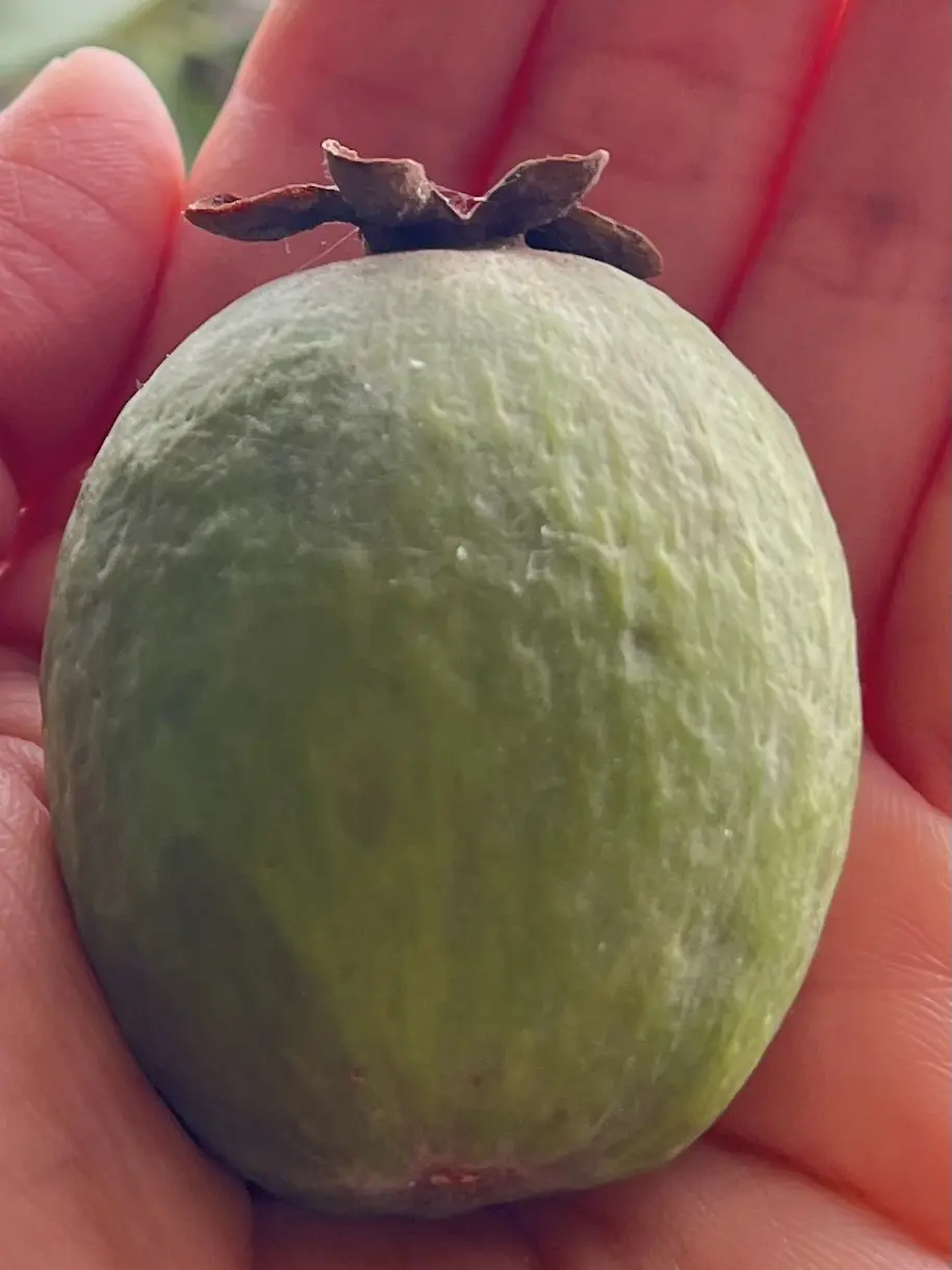 フェイジョア　果実