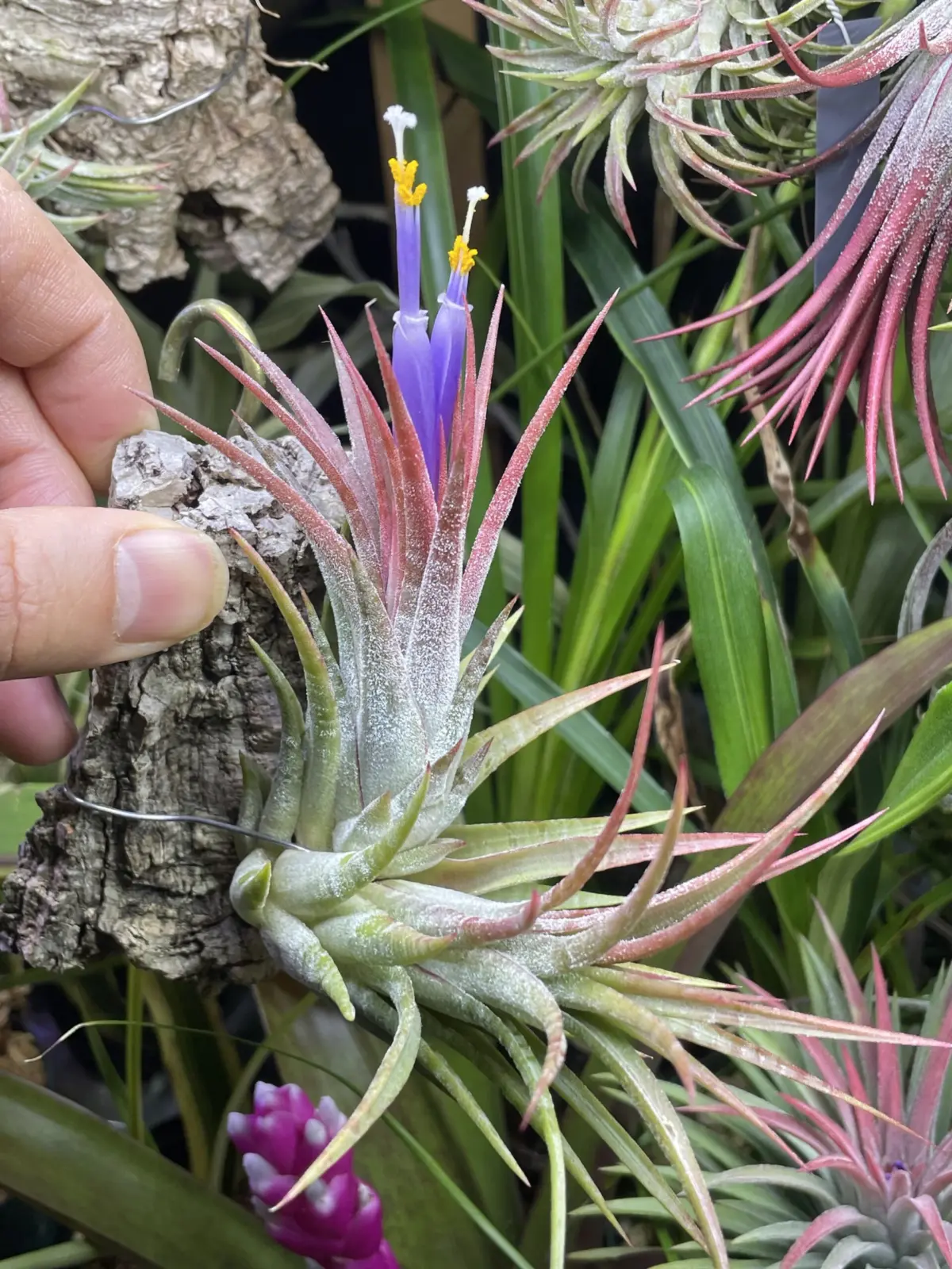 ティランジア　ドミンゴスストライプス