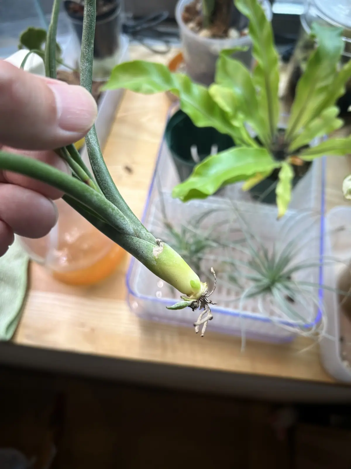 ティランジア　100均　品種不明　腐った