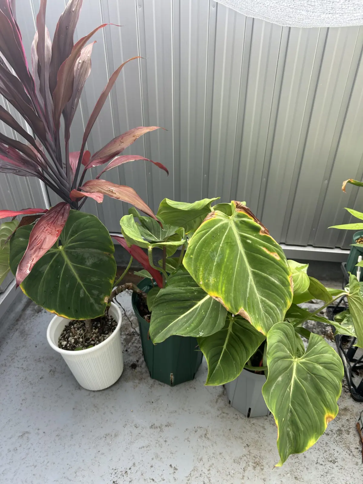 フィロデンドロン　グロリオーサム