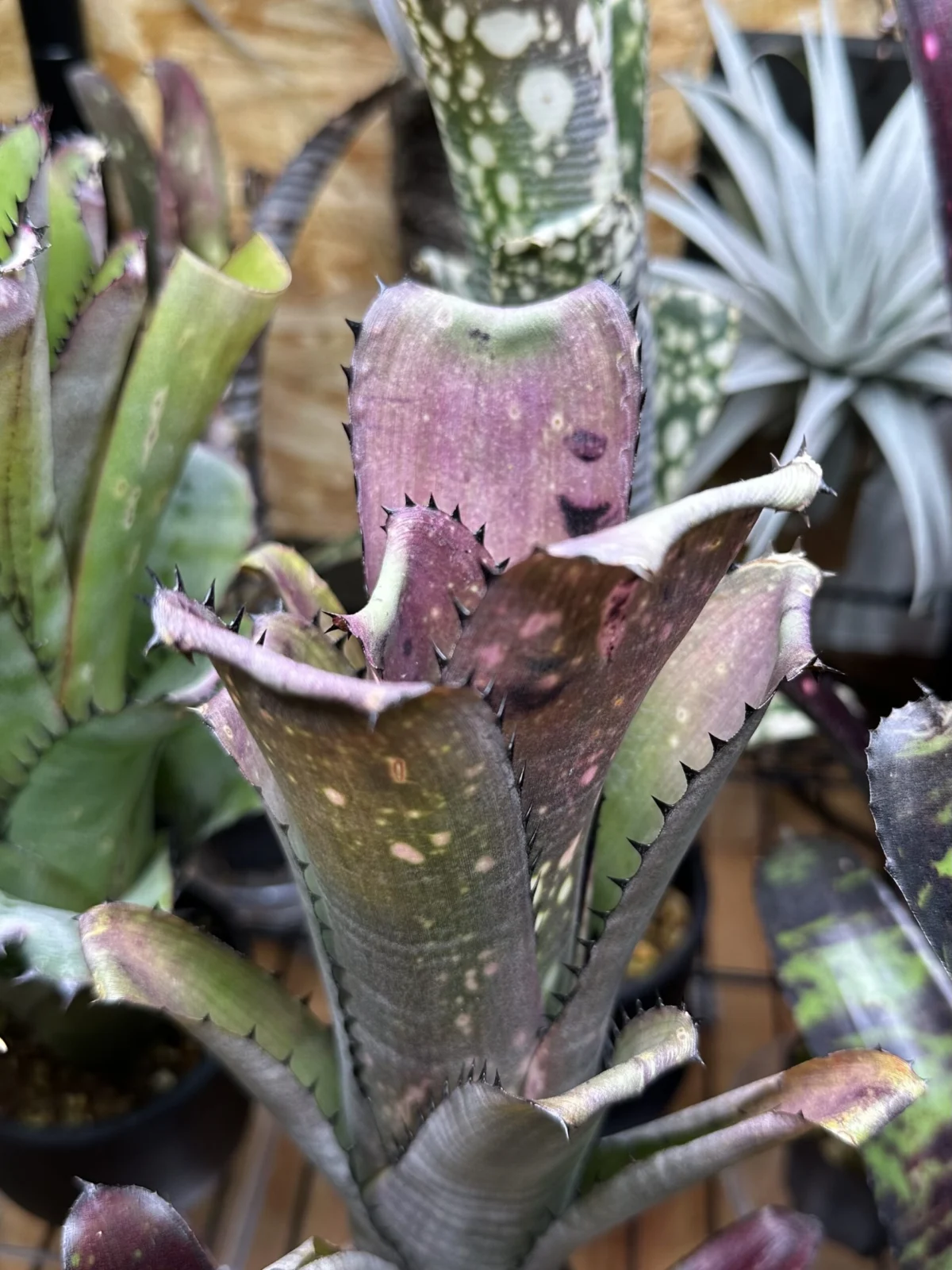 ビルベルギア カハカイ