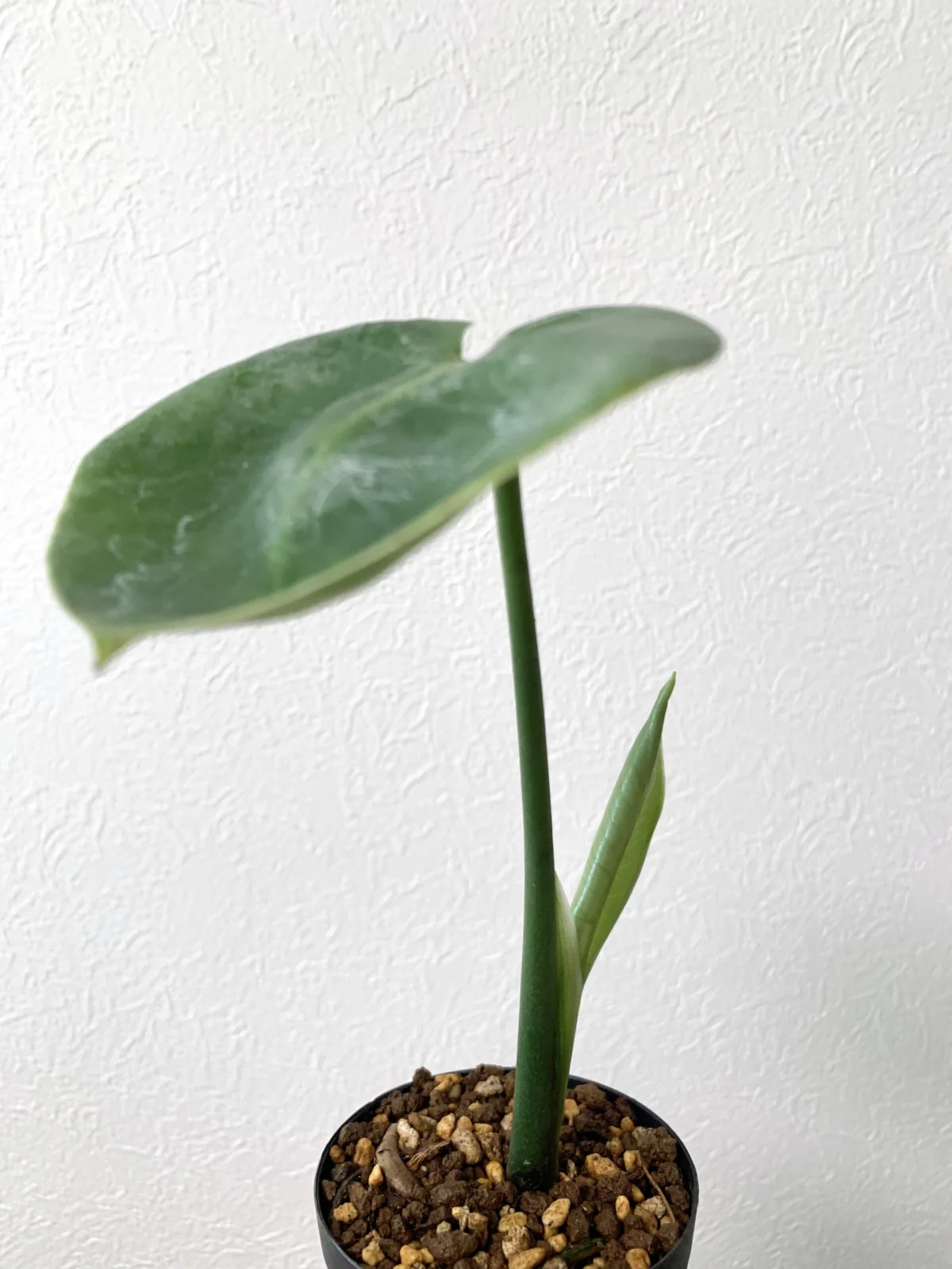 モンステラ　福助　新葉