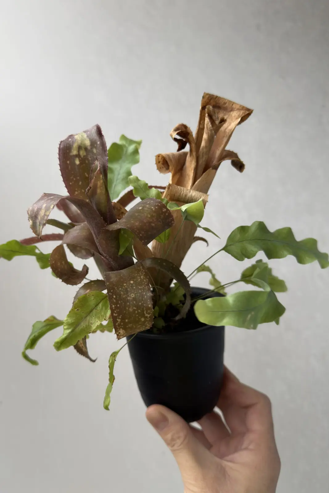 ビルベルギア テキーラサンセット