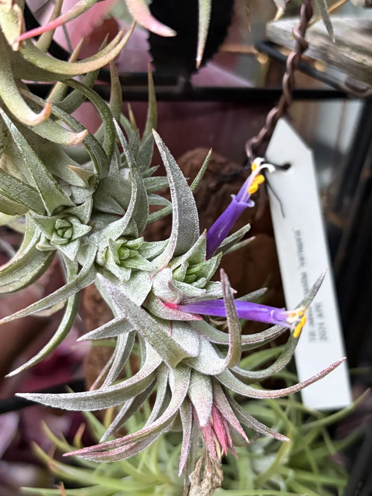 ティランジア　バンハイニンギー　花