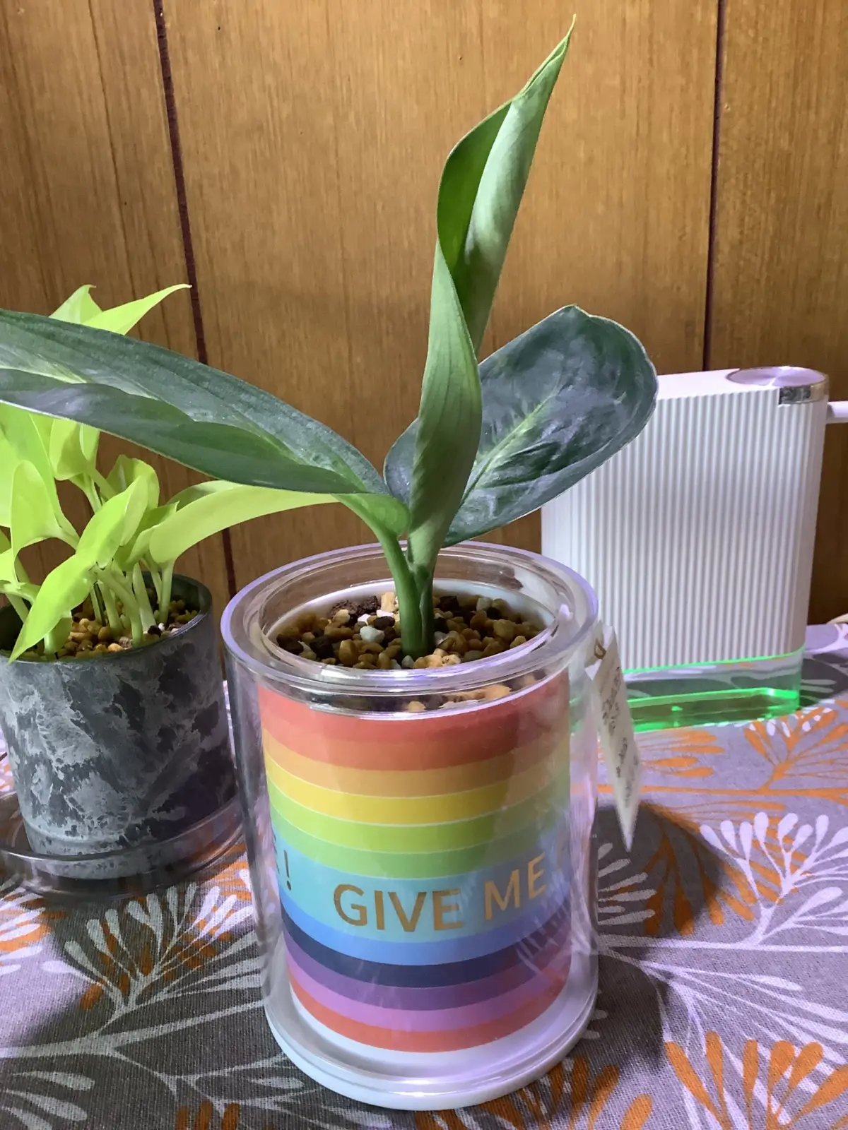 ディフェンバキア