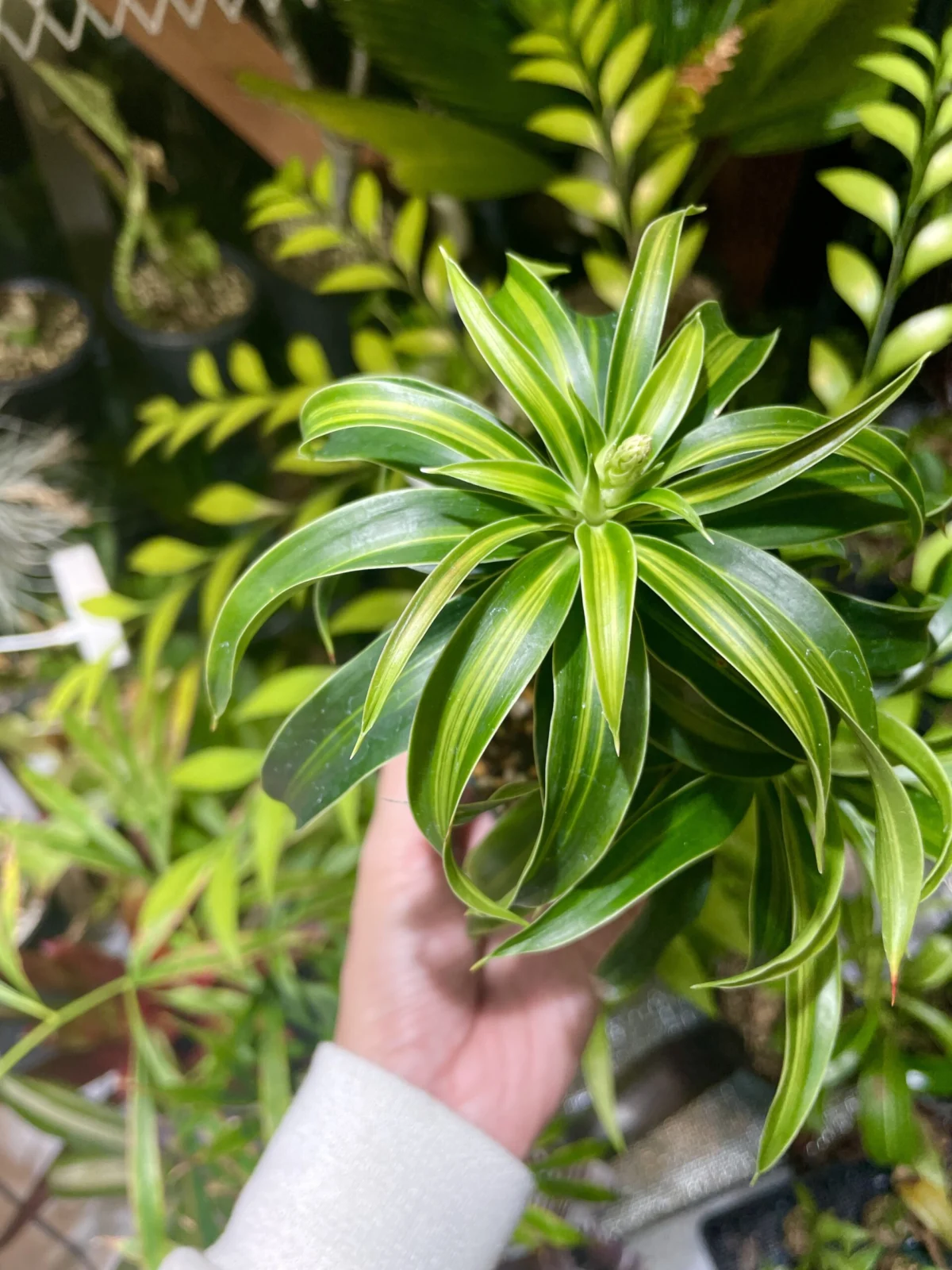 ドラセナ　リフレクサ　ソングオブジャマイカ　ドワーフ