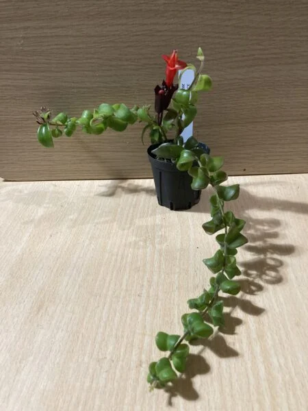 エスキナンサス ラスタ ①