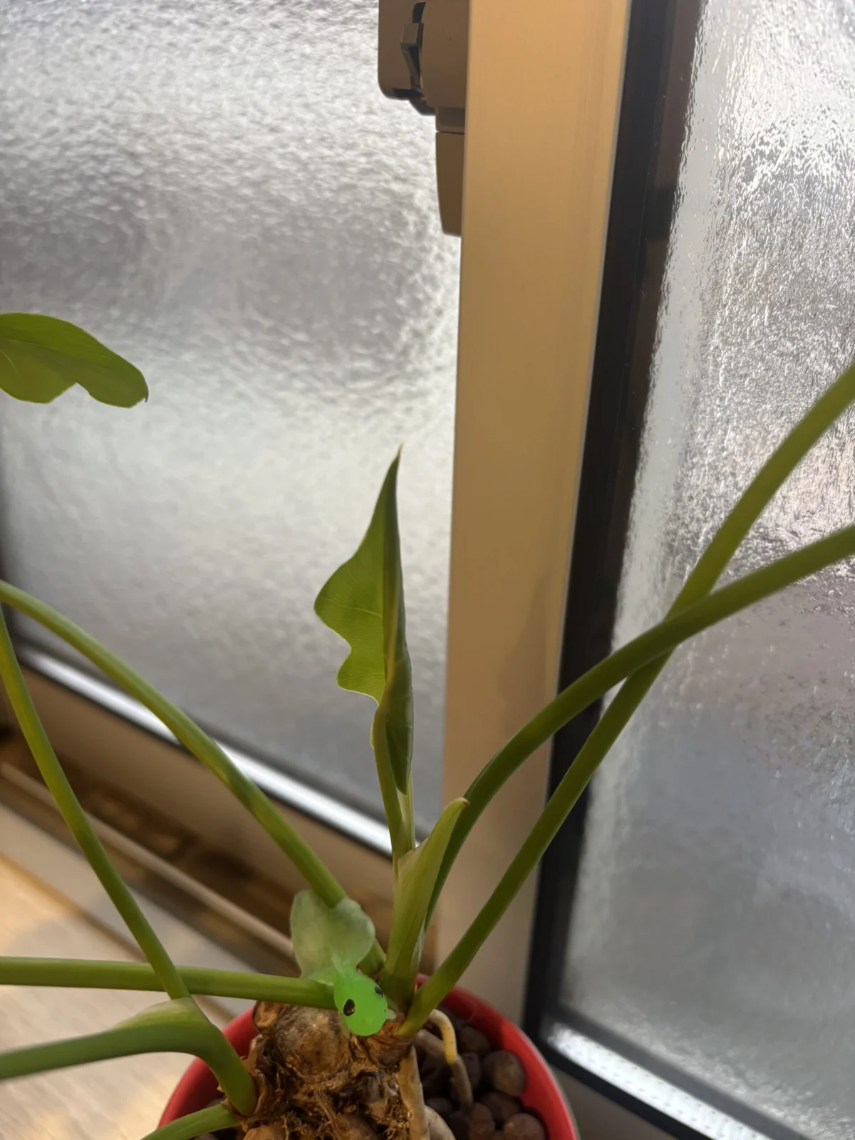 フィロデンドロン　　セローム