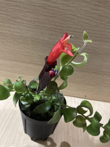 エスキナンサス ラスタ 花