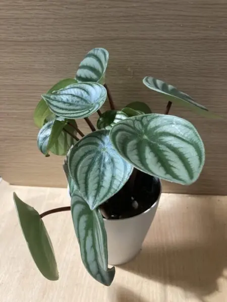 ペペロミア サンデルシー スイカペペロミア ホムセン