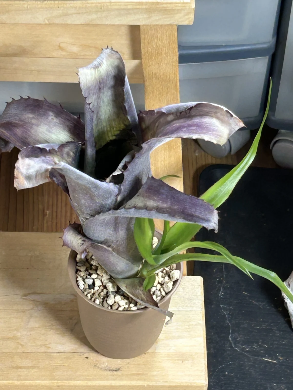 ビルベルギア アラカイ